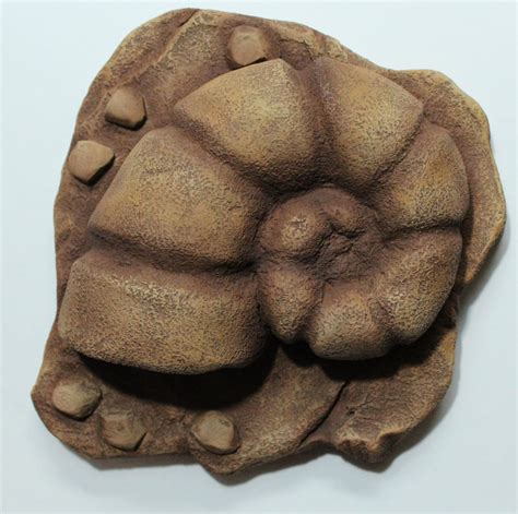 helix fossil